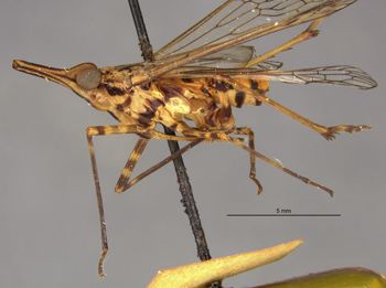 Media type: image;   Entomology 22250 Aspect: habitus lateral view